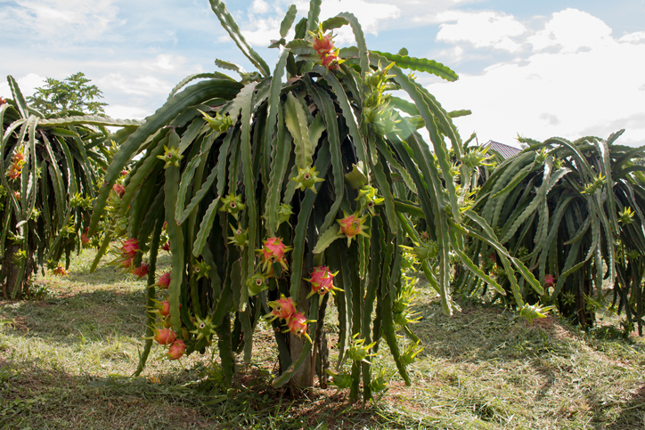 fructe de cactus pitahaya